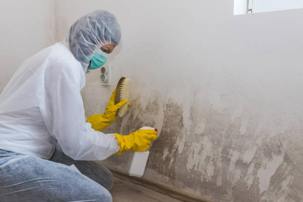 Best White Mold Remediation in Pendleton, OR