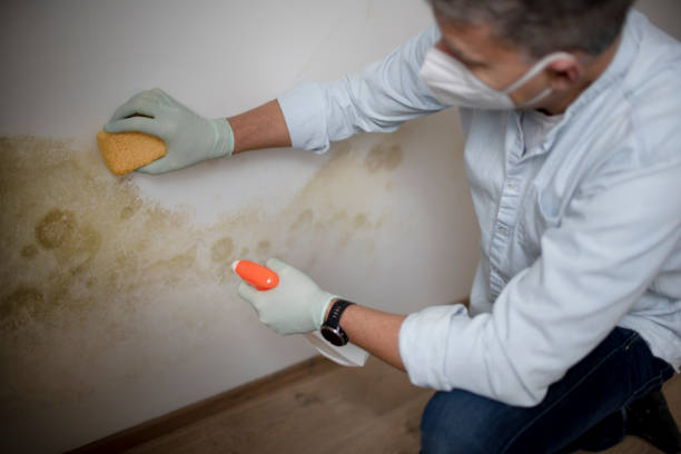Trusted Pendleton, OR Mold Remediation Experts