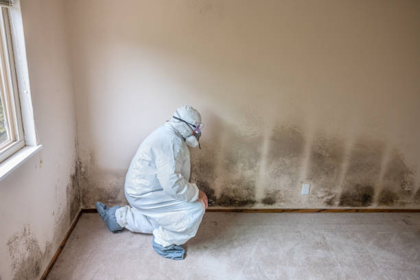 Best Residential Mold Remediation in Pendleton, OR