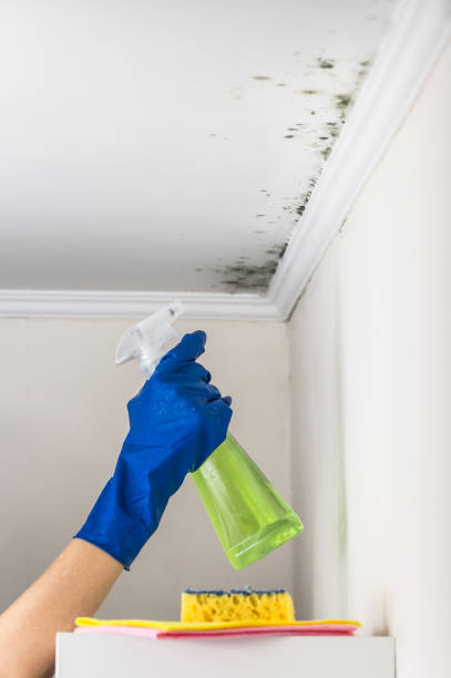 Best Post-Flood Mold Remediation in Pendleton, OR